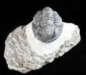 Bargain, Gerastos Trilobite Fossil - Morocco #57636-1